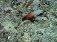 img45